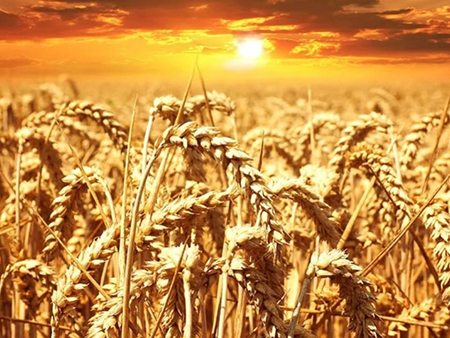 Рис оптом в Алматы