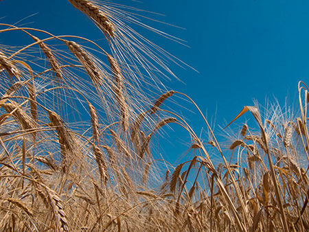 Купить муку высший сорт в Алматы
