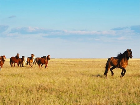 Мука ржаная в Алматы