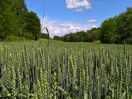 Мука Казахстан