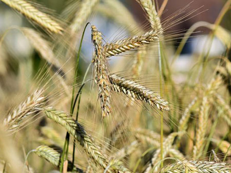 Мука ржаная в Алматы